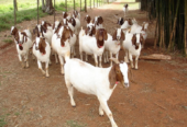 Best Quality Alfalfa Hay, Boar Goats and Senaan Goats Available