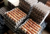 Fresh xlarge eggs and chickens are available now