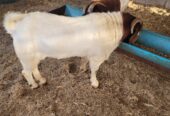 Goat sheep cattle and pig are available right now