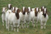 Boer Goat, Kalahari Red Goat, Saanen Goat, Dorper Sheep, Merino Sheep.