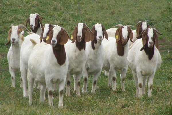 Boer Goat, Kalahari Red Goat, Saanen Goat, Dorper Sheep, Merino Sheep.