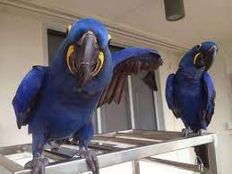 macaw-11