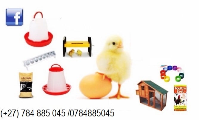 Fertile and eating table eggs for sale with chicken equipments