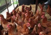Fertile and eating table eggs for sale with chicken equipments
